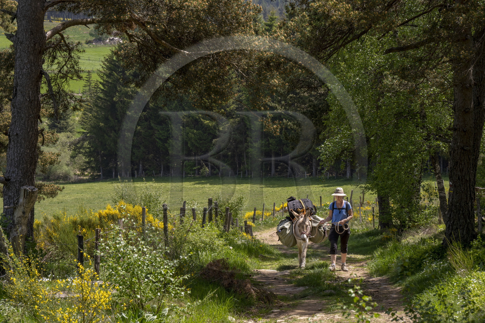 France, Lozère (48), Luc, randonnée dans la foret de la Gardille avec un âne sur le chemin de Stevenson (GR 70)