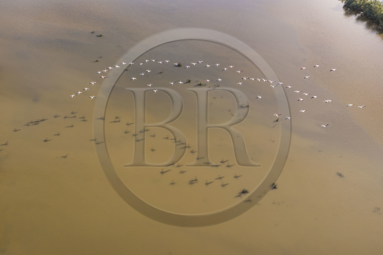France, Gard (30), la Petite Camargue vers Aigues-Mortes, vol de flamants roses (Phoenicopterus roseus) (vue aérienne) France, Gard, the Petite Camargue towards Aigues-Mortes, flight of pink flamingos (Phoenicopterus roseus) (aerial view)