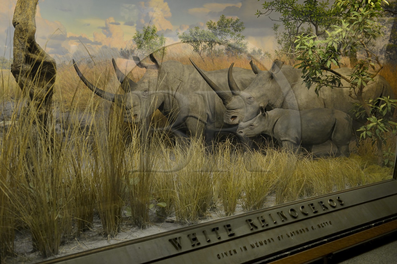 Etats-Unis, New York, Manhattan, Upper West Side, Musée Américain d'Histoire Naturelle (American Museum of Natural History), vitrine d'un diorama, rhinocéros blancs