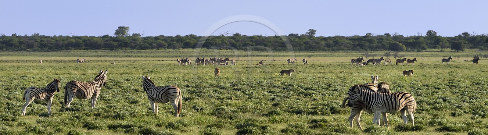 Namibia, Oshikoto region, Etosha National Park, lion and lionesses (Panthera leo) hunting approaching a herd of Burchell's zebras (Equus burchellii)