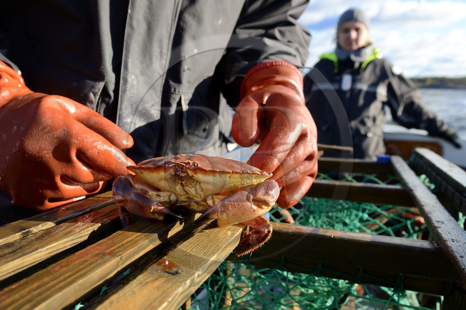 Suède, Västra Götaland, Iles Koster, sortie en mer pour récupérer les casiers à homards, on trouve souvent du crabe dans les casiers