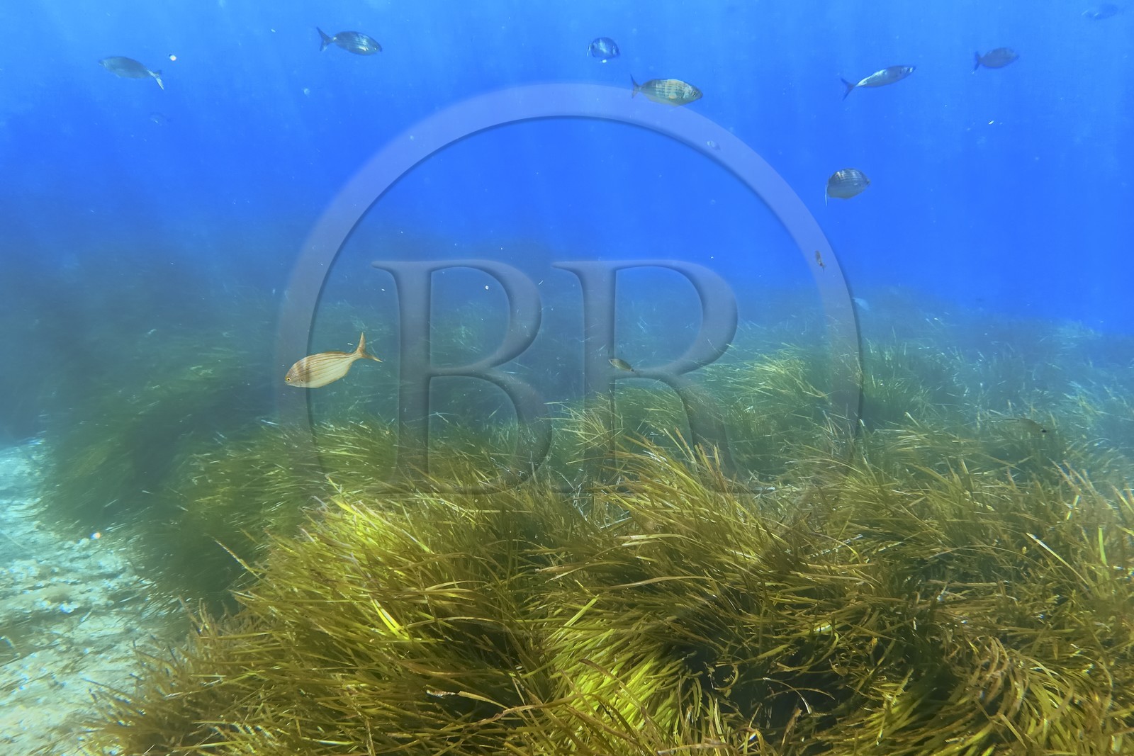 France, Var (83), Rayol-Canadel-sur-Mer, Domaine du Rayol, le jardin des Méditerranées, propriété du conservatoire du littoral mention obligatoire, le sentier marin, herbier de posidonie