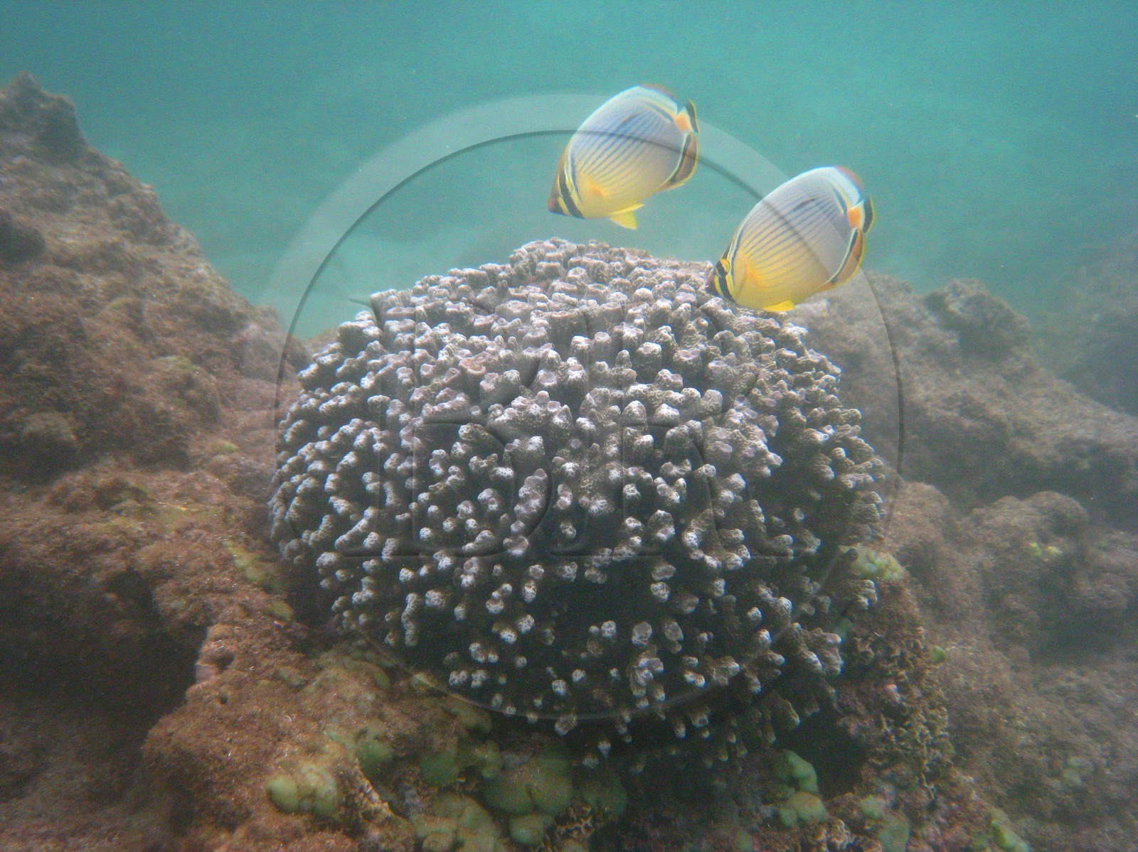 France, île de la Réunion, le récif corallien du lagon de la plage de Saint-Gilles et de l'Ermitage (vue sous-marine)