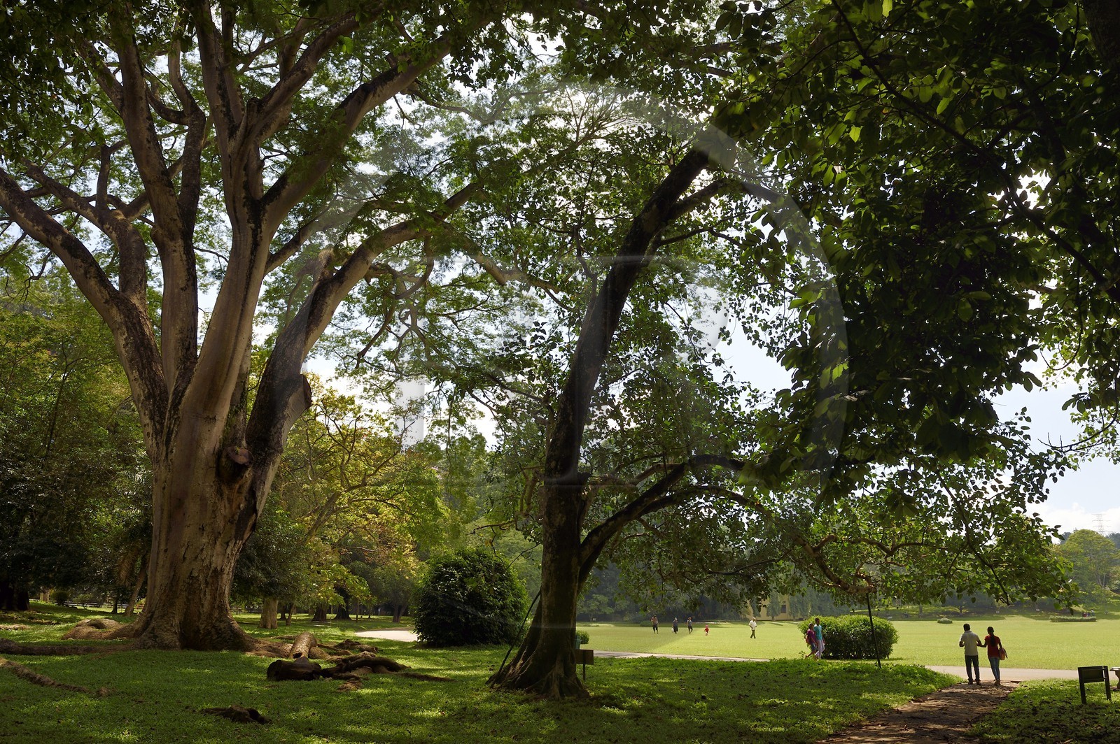 Sri Lanka, center province, Kandy, Peradeniya Botanical Garden