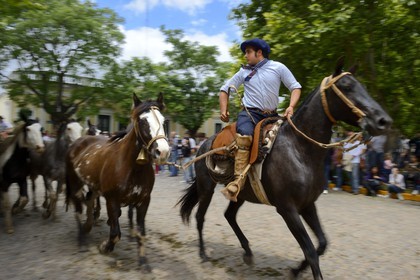 Argentine, province de Buenos Aires, San Antonio de Areco, fête du Jour de la Tradition (Dia de la Tradicion), gaucho présentant son troupeau de chevaux