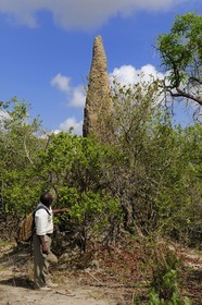 Tanzanie, Reserve de gibier de Selous une des plus grandes zones protégées au monde et inscrite sur la liste du patrimoine mondial de l’Unesco depuis 1982, termitière