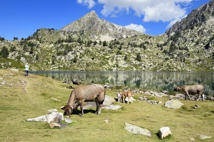 France, Hautes Pyrenees, Saint Lary Soulan and Vielle-Aure, hike on a variant of the GR10 between the Portet pass and the Bastan lakes on the edge of the Neouvielle nature reserve, herd of cows in the summer mountain pasture at the upper Bastan lake and the Pic de Bastan in the background