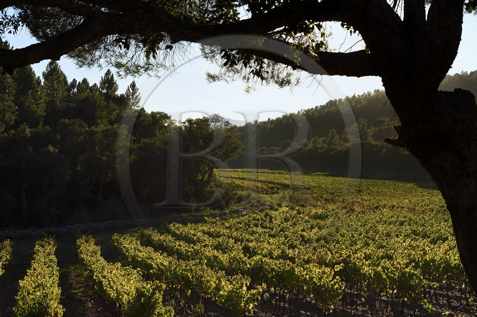 France, Var (83), Massif des Maures, Pierrefeu-du-Var, vignoble dans le vallon de Maraval