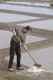 France, Charente-Maritime (17), Ile Madame, la ferme-auberge aquacole de M et Mme Jean Pierre Mineau, récolte de sel par le paludier