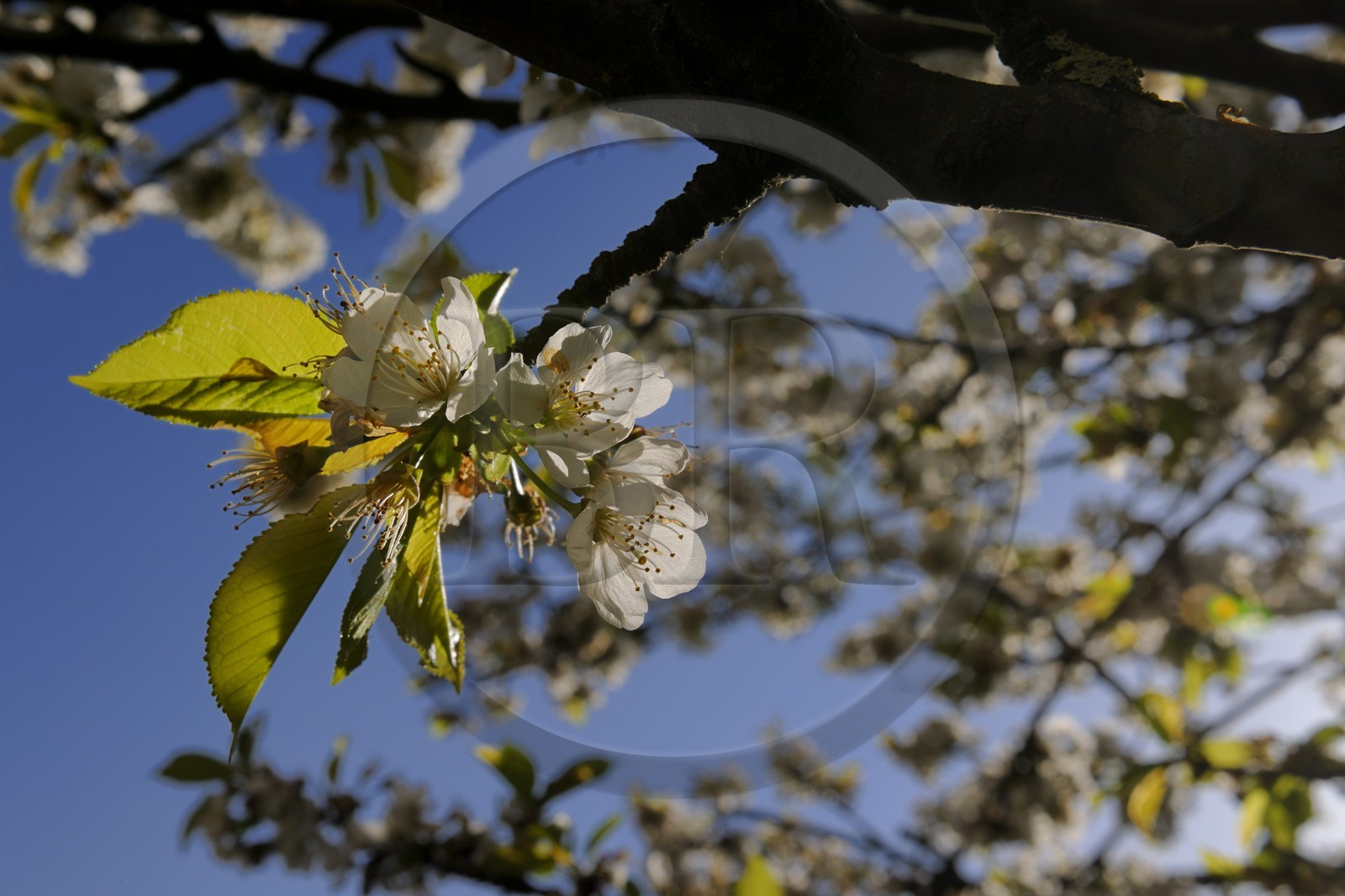 France, Val de Marne, the Marne riverside, Bry-sur-Marne, cherry tree in bloom