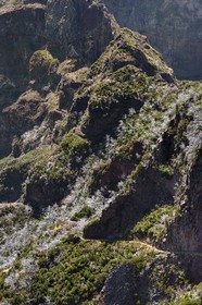 Portugal, Madeira Island, Vereda do Areeiro hike between Pico Ruivo (1862m) and Pico Arieiro (1817m), heather forest burnt in 2010 on the the Pico Das Torres