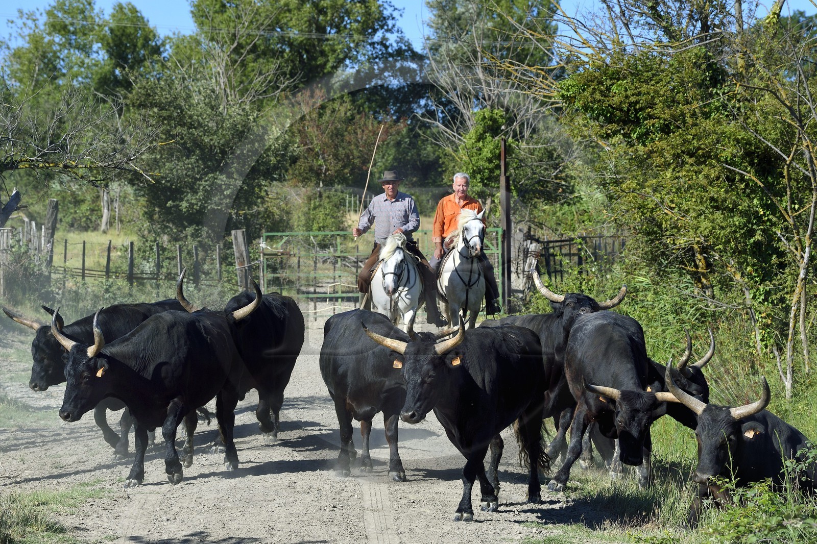 France, Bouches-du-Rhône (13), Parc naturel régional de Camargue, Mas du Menage, manade Saint Antoine (Cauzel), gardians avec les taureaux camarguais appellés Raço di Biou