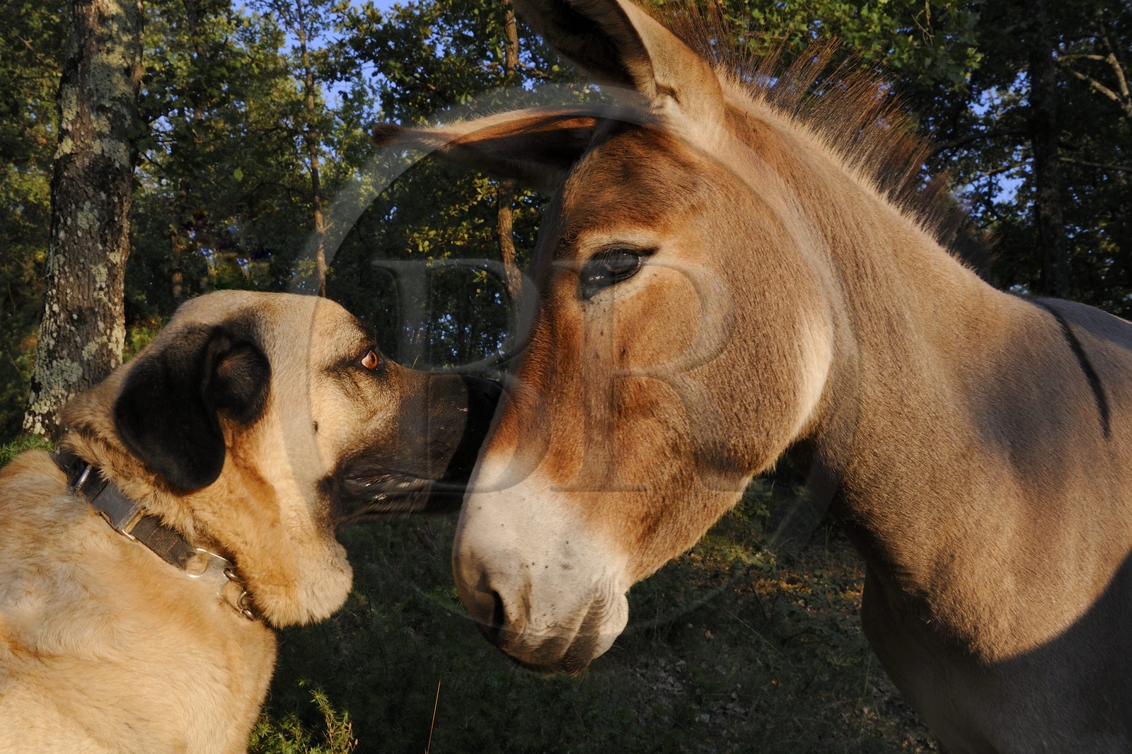France, Var, Provence Verte (Green Provence), Bras village, Le Peyrourier Bed & Breakfast une campagne en Provence, Anatolian Shepherd Dog and donkey