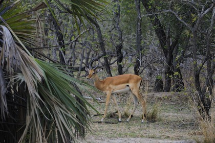 Tanzanie, Reserve de gibier de Selous une des plus grandes zones protégées au monde et inscrite sur la liste du patrimoine mondial de l’Unesco depuis 1982, impala (Aepyceros melampus)