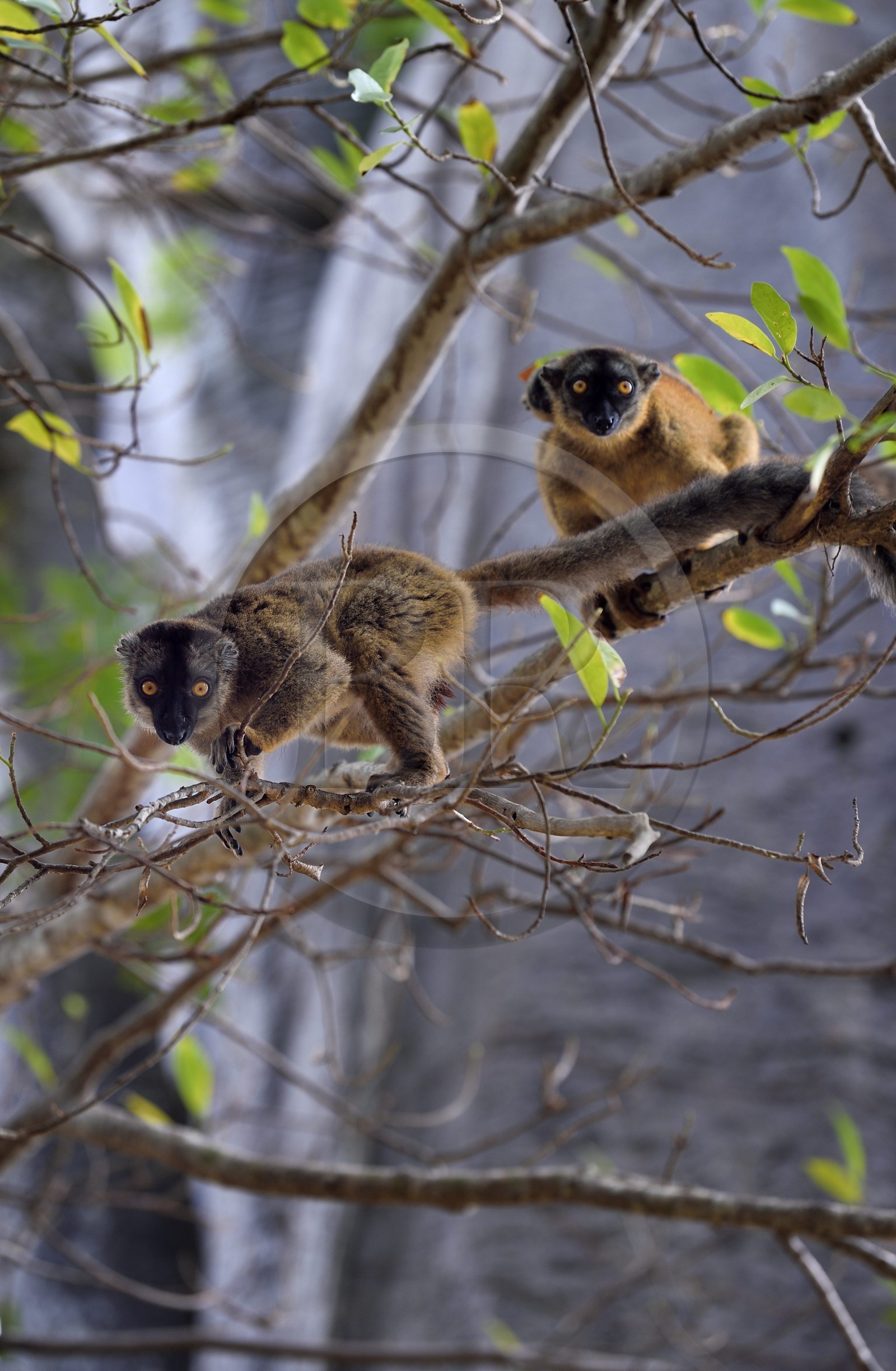 France, Ile de Mayotte, Grande-Terre, Kani-Keli, le Jardin Maoré à la plage de N’Gouja, Lémur fauve (Eulemur fulvus mayottensis) appelé aussi maki