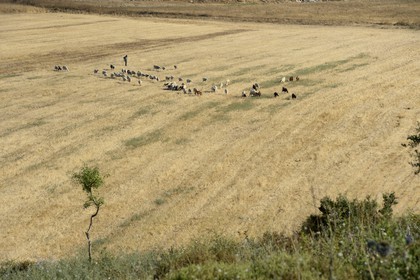 Israel, district du nord, Galilée, Nazareth, berger et son troupeau