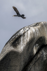 France, Finistère, Penmarch, Étocs archipelago, Great Cormorant (Phalacrocorax carbo) perched on a rock