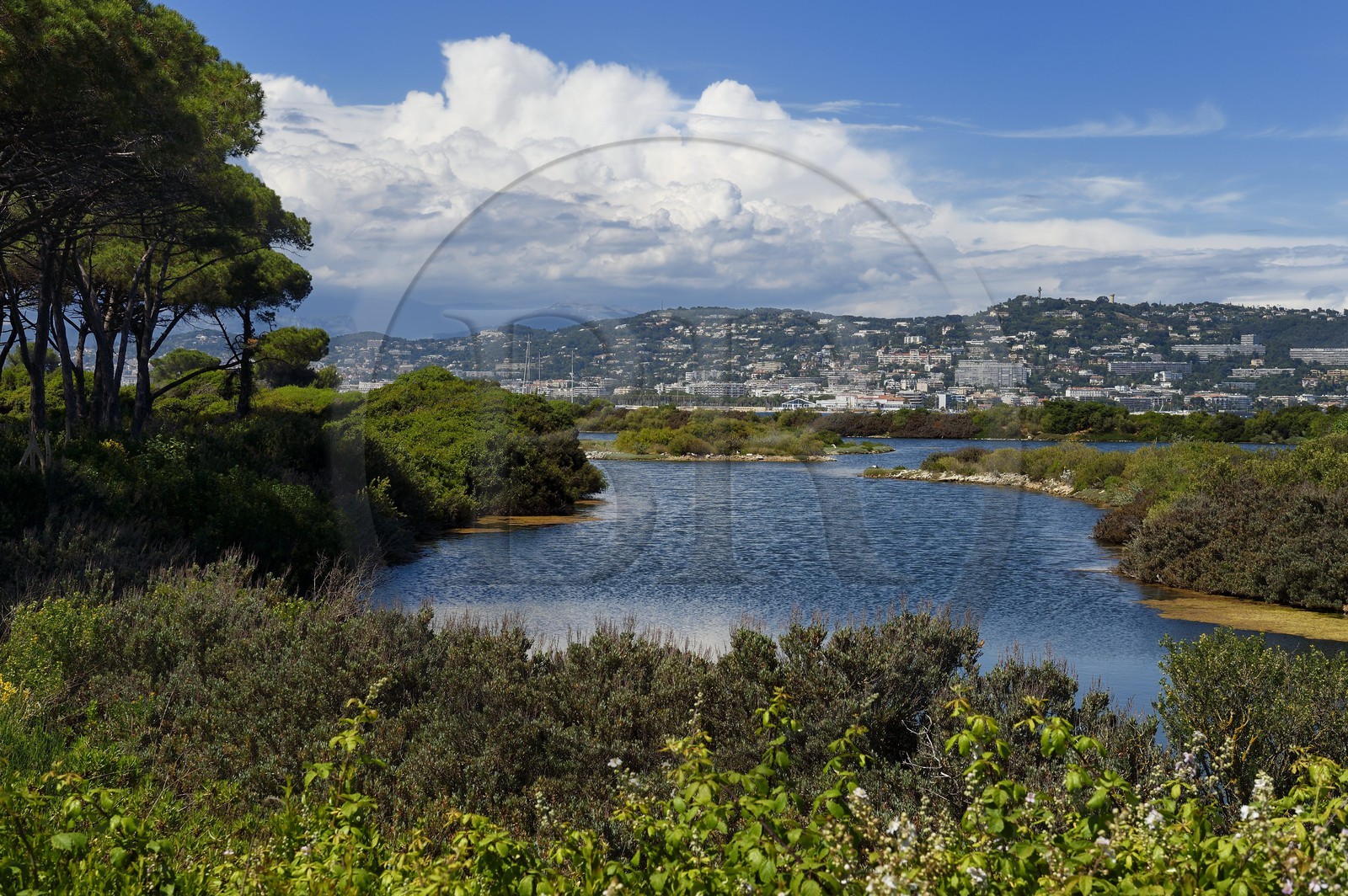 France, Alpes-Maritimes, Lerins Islands, Sainte-Marguerite island, domanial biological reserve, Bateguier pond