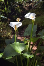 France, Ile de la Reunion, Parc National de la Réunion classé Patrimoine Mondial de l'UNESCO, La Plaine des Palmistes, forêt de Bébour, sentier de randonnée Bras Cabot, Arum d'Éthiopie, Calla (Zantedeschia aethiopica) aussi appelé l'arum des fleuristes