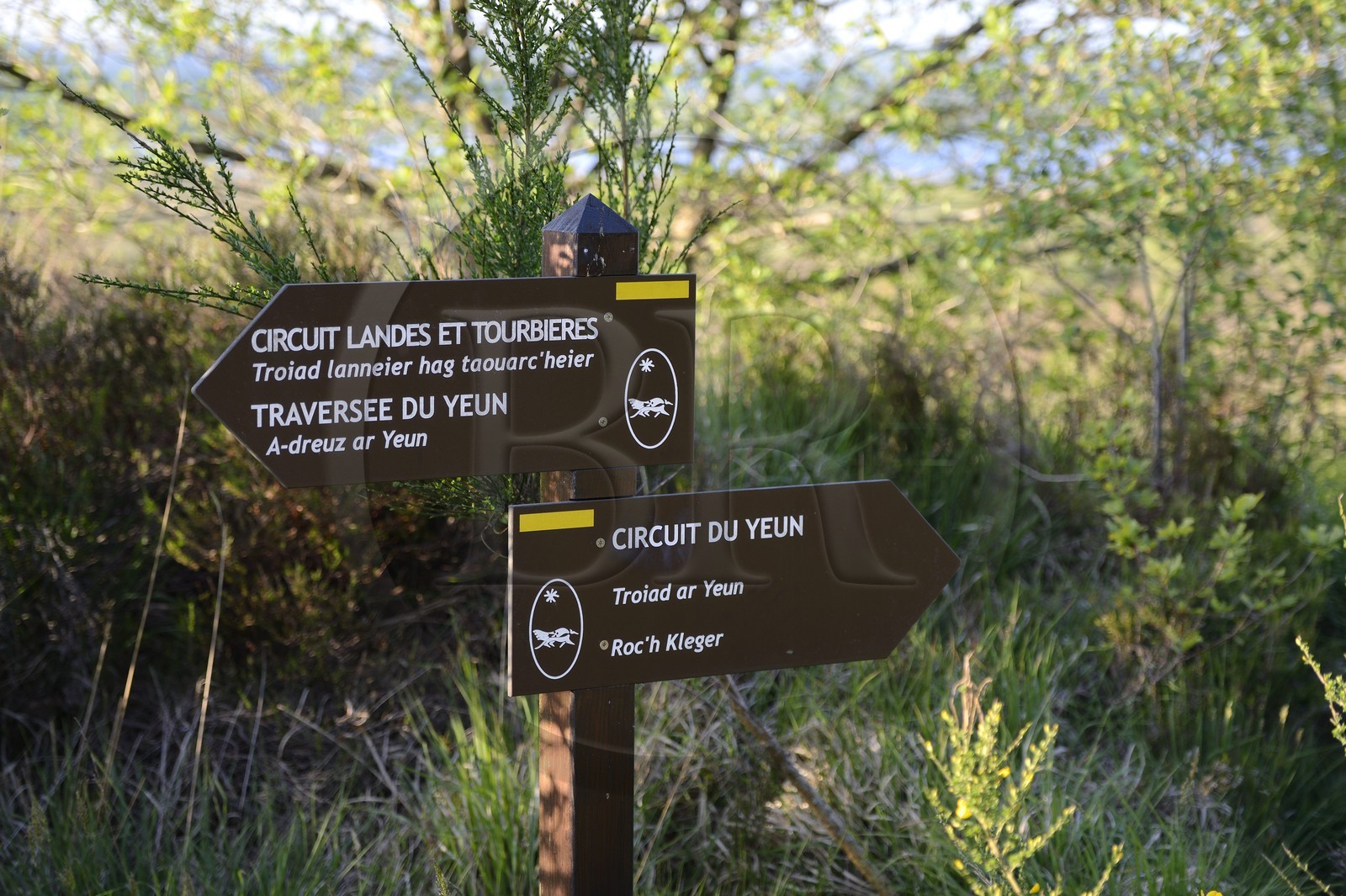 France, Finistère (29), parc naturel régional d'Armorique, Monts d'Arrée, le marais du Yeun-Elez