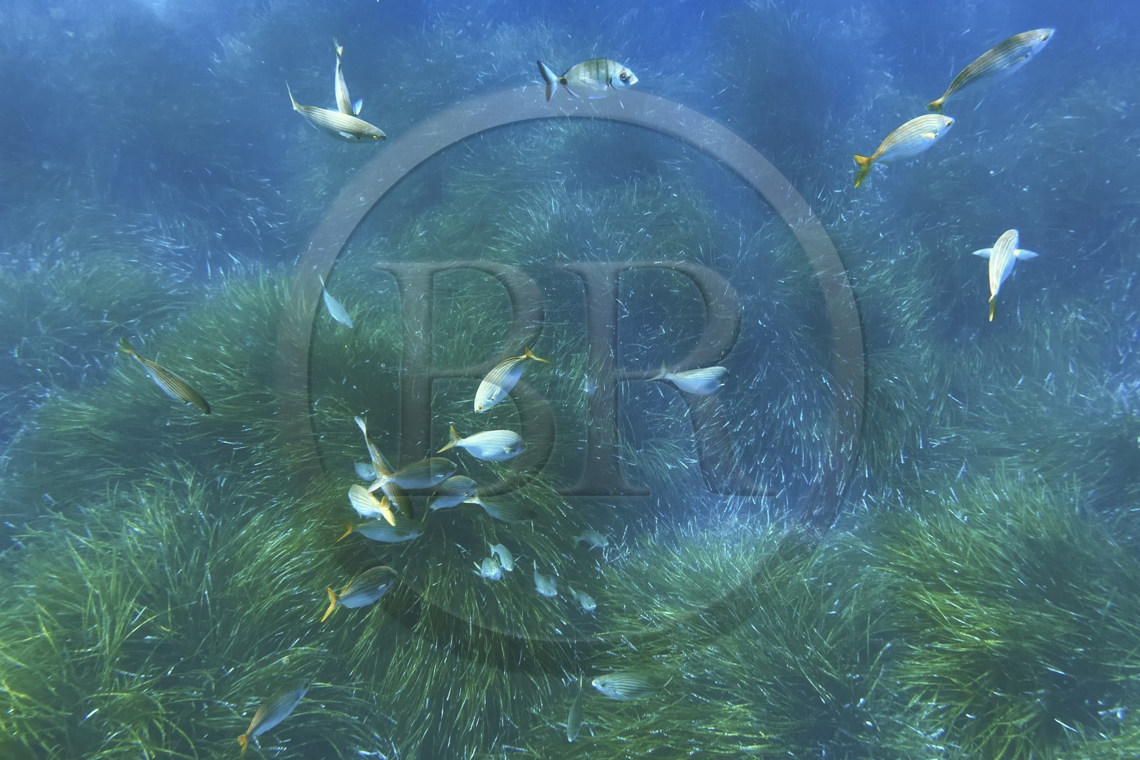 France, Var (83), Rayol-Canadel-sur-Mer, Domaine du Rayol, le jardin des Méditerranées, propriété du conservatoire du littoral mention obligatoire, le sentier marin, banc de saupes et herbier de posidonie