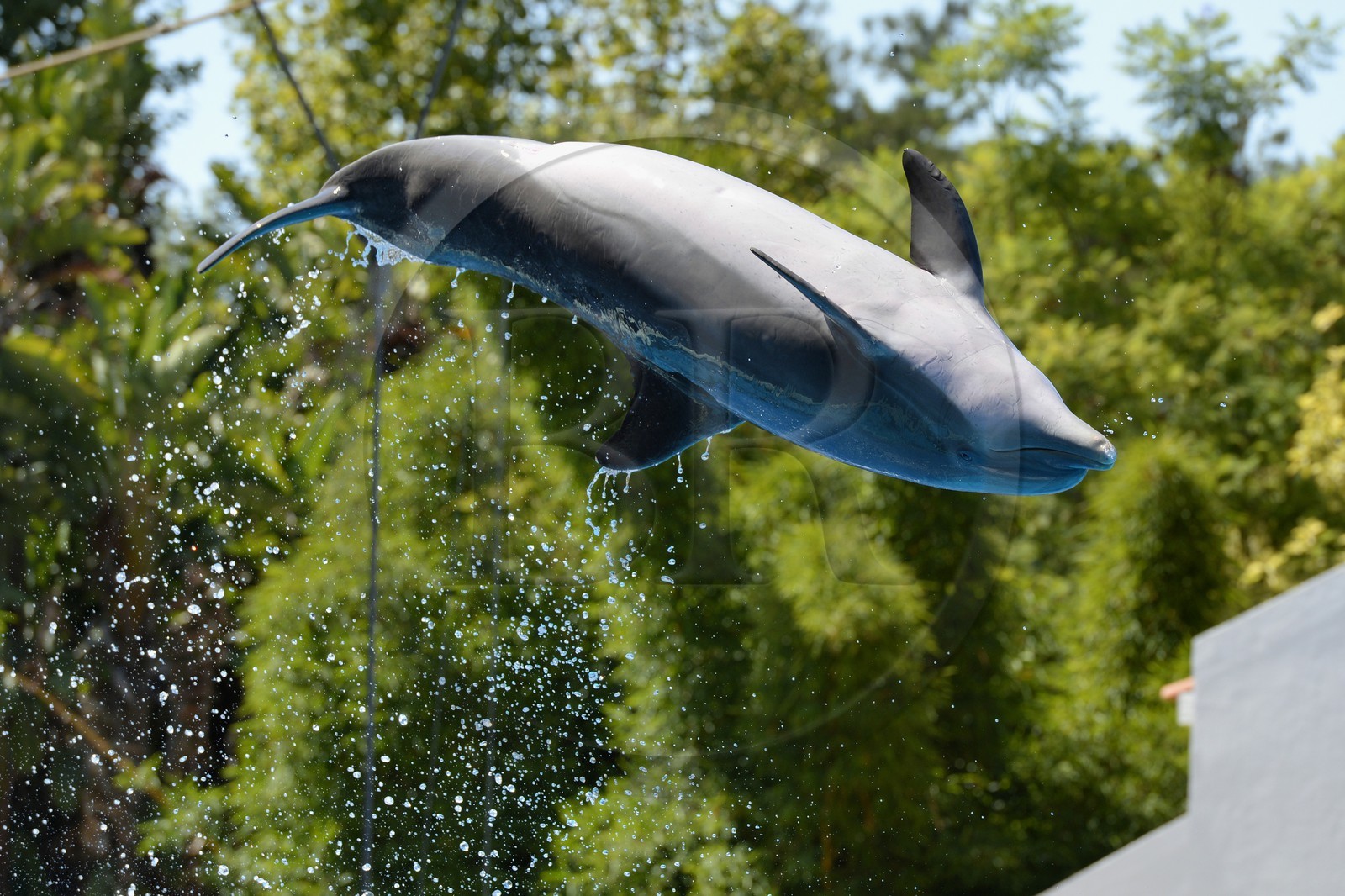 Portugal, Lisbon, Zoological Garden, the Dolphinarium, dolphin making the show