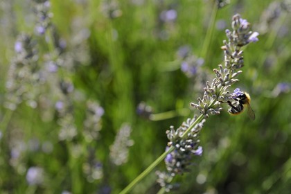 France, Var (83), Provence Verte, Bras, la maison d'hôtes Le Peyrourier une campagne en Provence, abeille butinant de la lavande