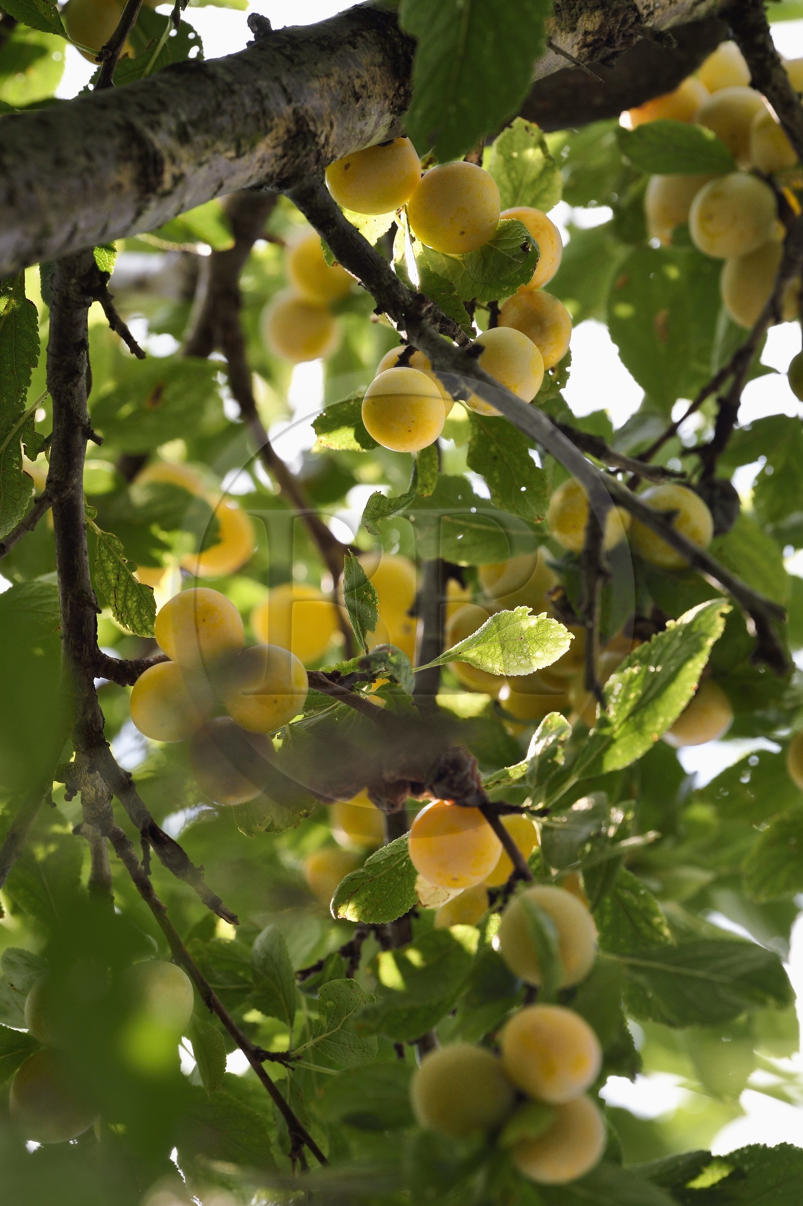 France, mirabellier qui est une variété de prunier, mirabelles dans l'arbre