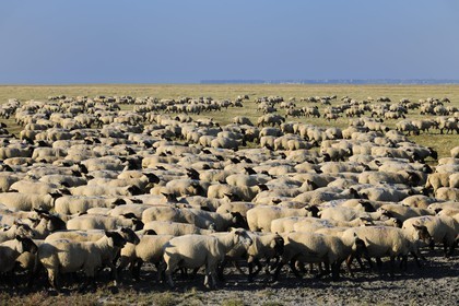France, Ille-et-Vilaine (35), troupeau de moutons de prés salés du Mont-Saint-Michel