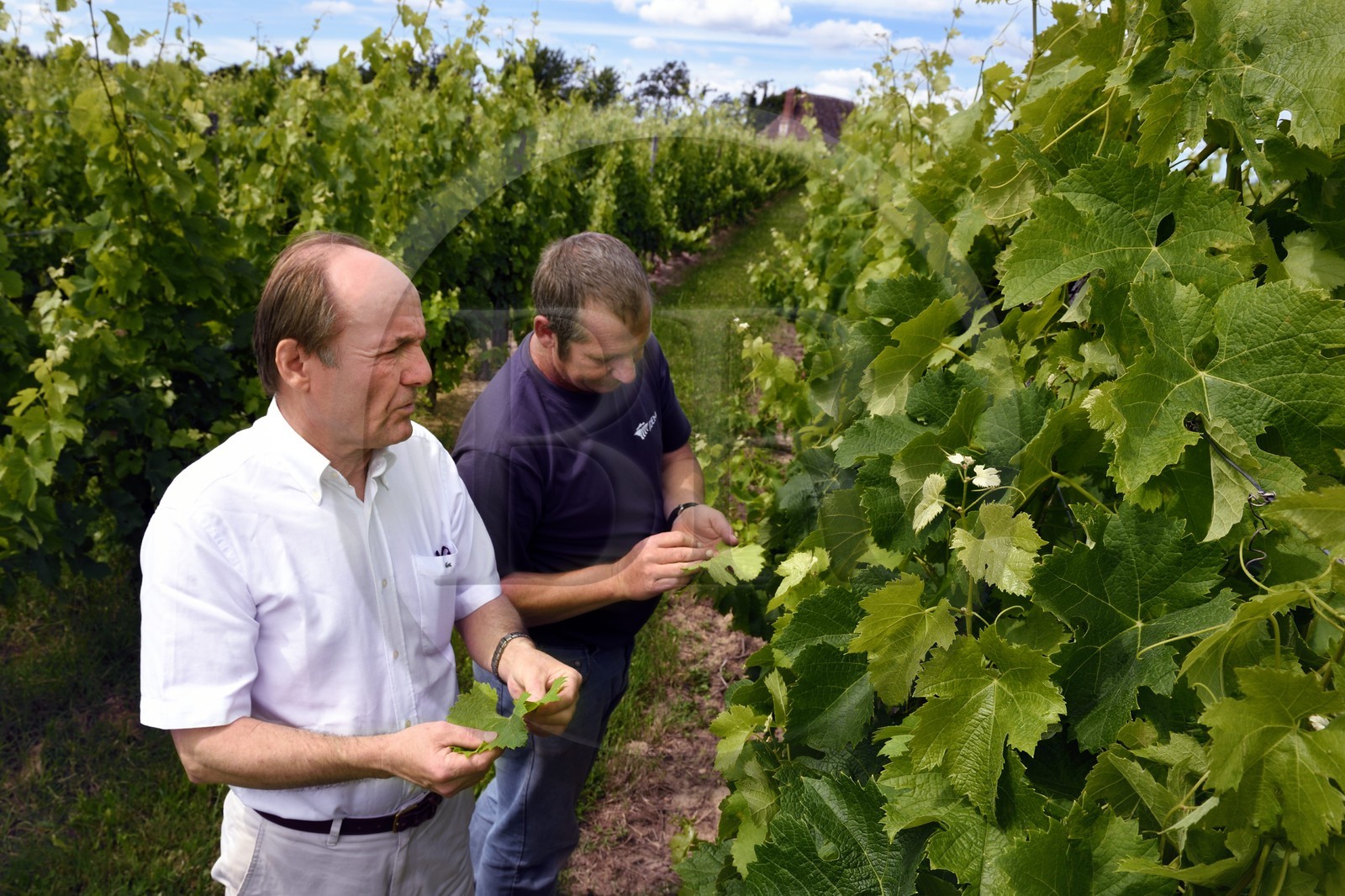 France, Dordogne, Creysse near Bergerac, Pecharmant vineyard, chateau de Tiregand, Francois-Xavier de Saint-Exupéry owner and winemaker in his vineyard