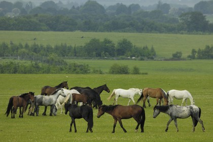 Republic of Ireland, County Galway, horses in a meadow