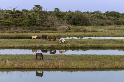 France, Charente-Maritime (17), Ile d'Oléron, Saint-Georges-d'Oléron, les anciens marais salants qui servent aujourd'hui de zone d'affinage des huitres, les claires, et d'élevage de crevettes, chevaux au paturage (vue aérienne)