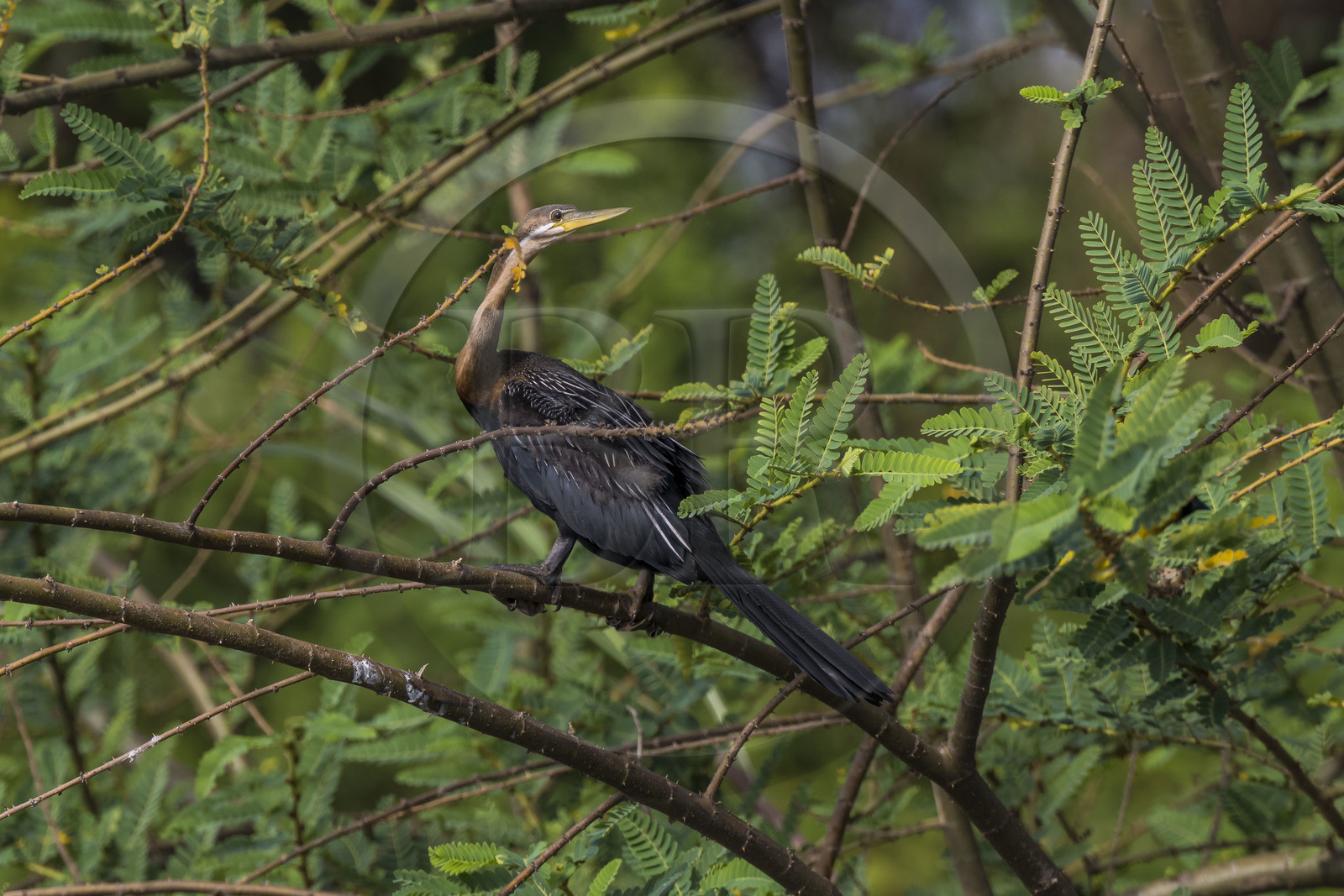 Rwanda, Akagera National Park, Lake Ihema, African darter (Anhinga rufa), sometimes called snakebird