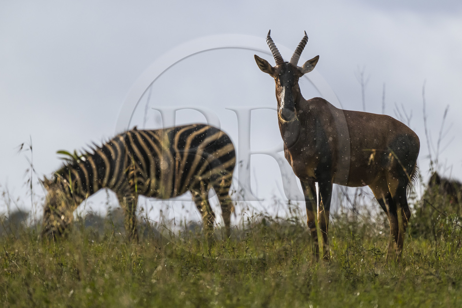 Rwanda, Parc national de l'Akagera, antilope Topi (Damaliscus korrigum) sous la pluie
