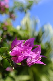 France, Ile de la Reunion, Petite Ile, jardin tropical, fleurs de bougainvillier (Bougainvillea)