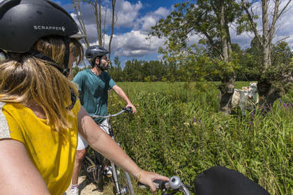 France, Deux-Sèvres (79), le Marais Poitevin, la Venise Verte, Le Vanneau-Irleau, randonnée à bicyclette le long des canaux