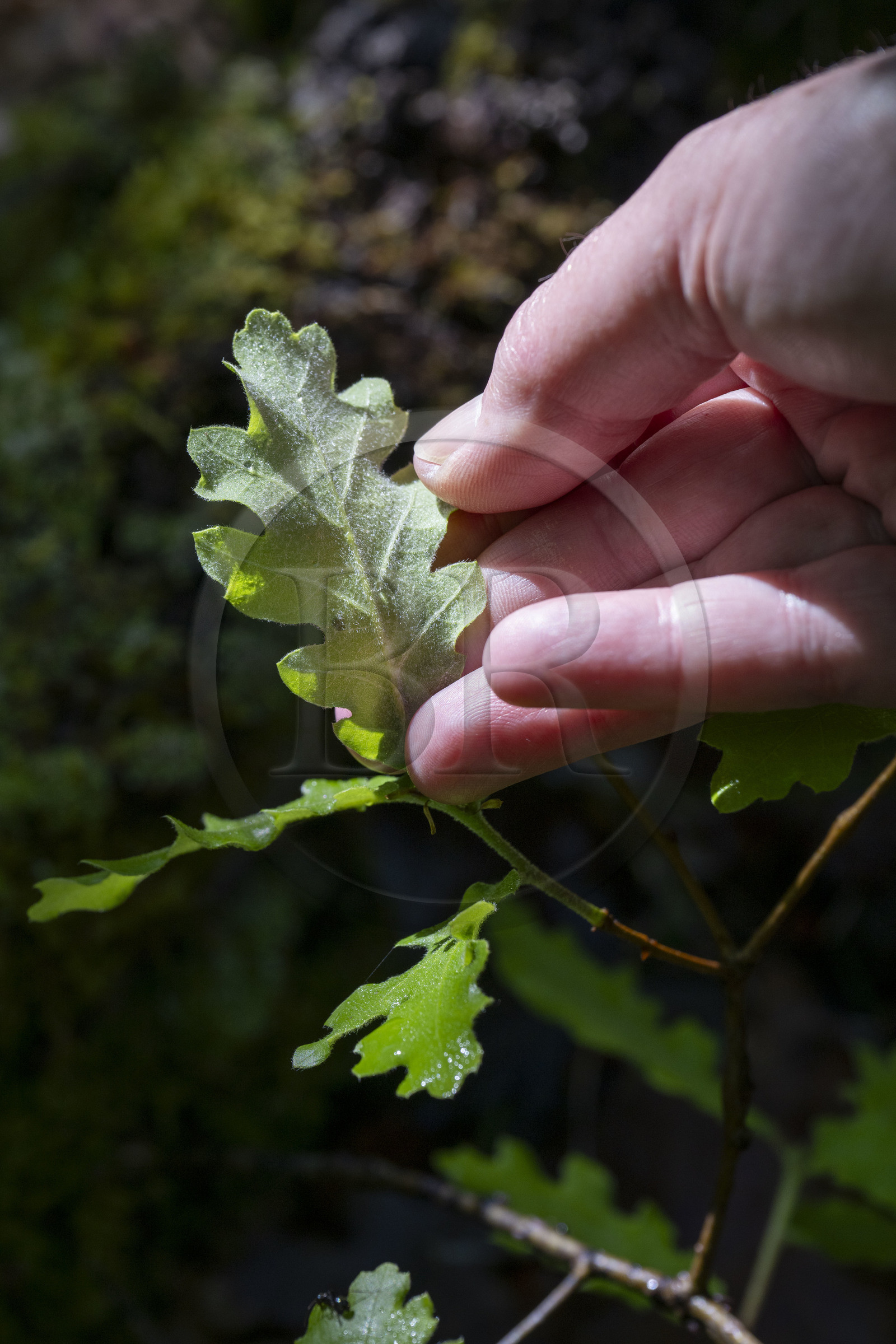 France, Vaucluse, Dentelles de Montmirail mountains, Vaison la Romaine, the reverse side of the white oak (Quercus alba) leaf with a velvet finish