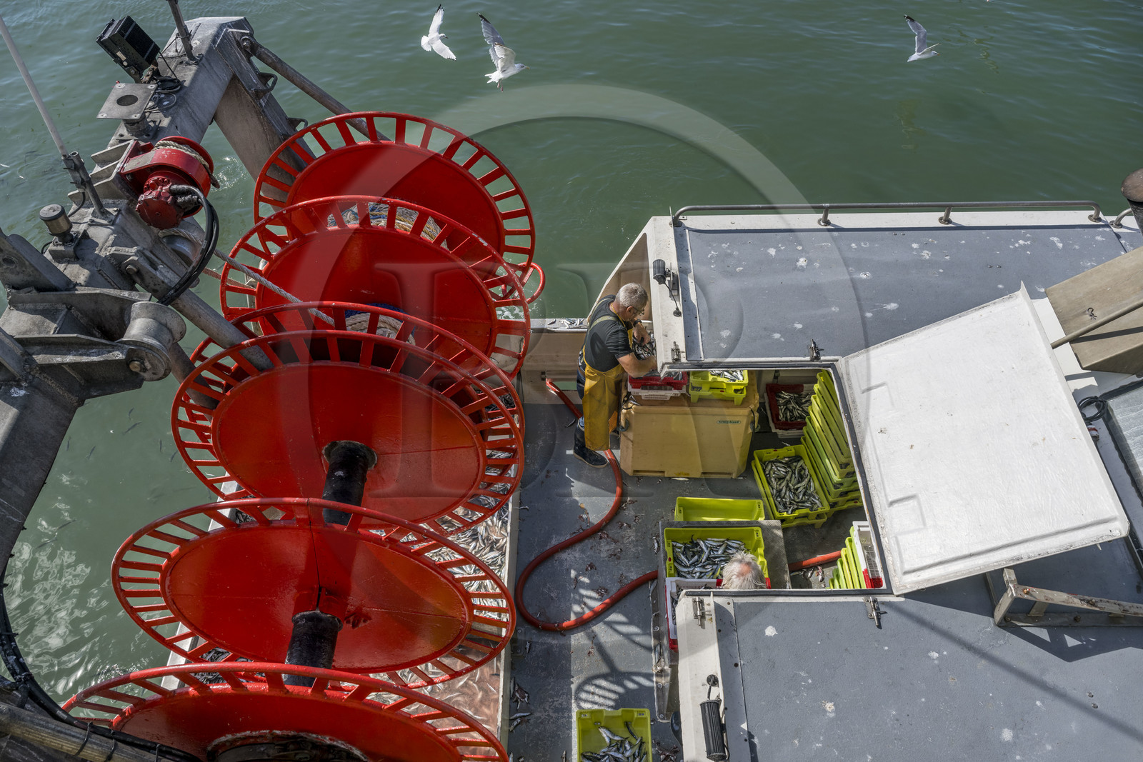 France, Vendée, Saint Gilles Croix de vie, boat at the quayside at the fishing port fish market, sorting sardines before disembarkation
