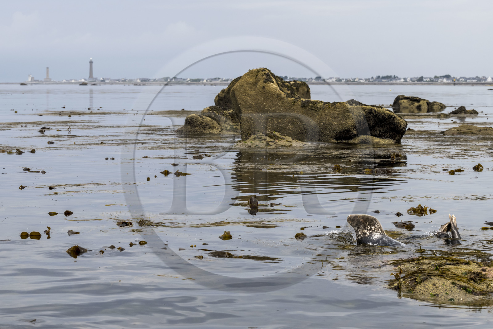 France, Finistère, Penmarch, Étocs archipelago, gray seal (halichoerus grypus), the Eckmuhl lighthouse on Pointe de Penmarch in the background