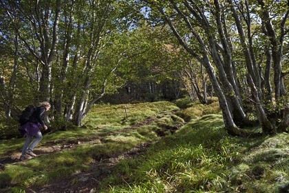 France, Vosges, Ballons des Vosges Regional Natural Park, Saint Maurice sur Moselle, hiker walking towards the Tete des Perches mountain peak over Gazon Rouge