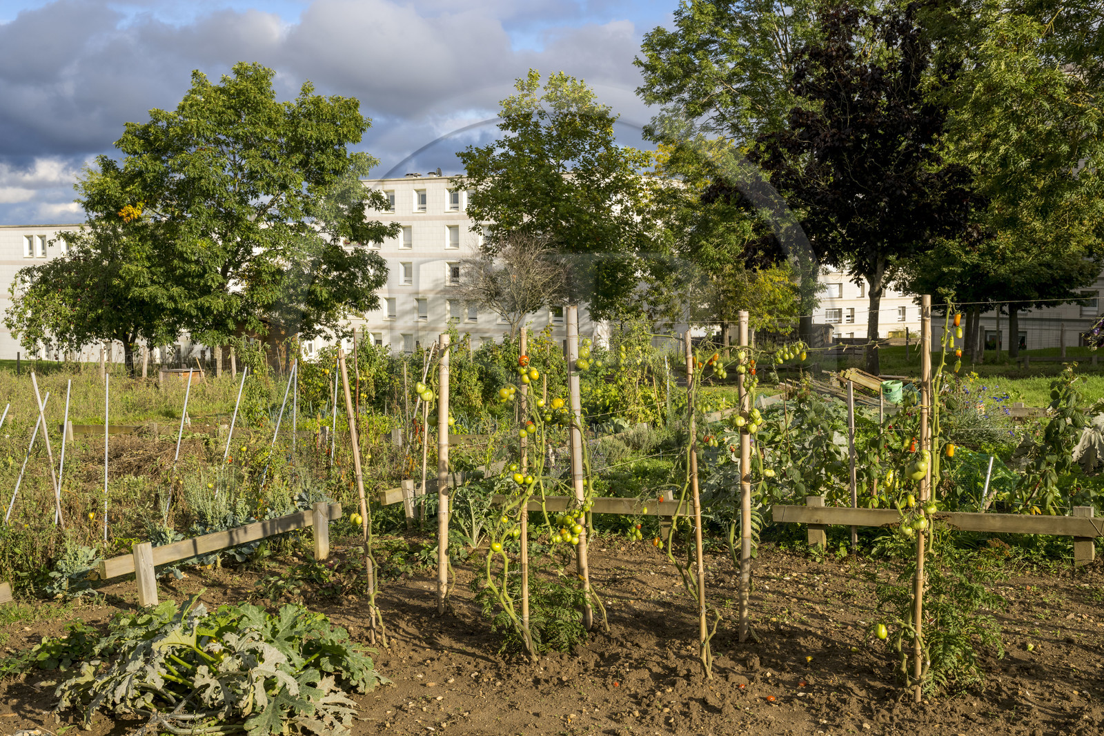 France, Yonne (89), Auxerre, jardins partagés de Saint-Siméon sur les Hauts d’Auxerre