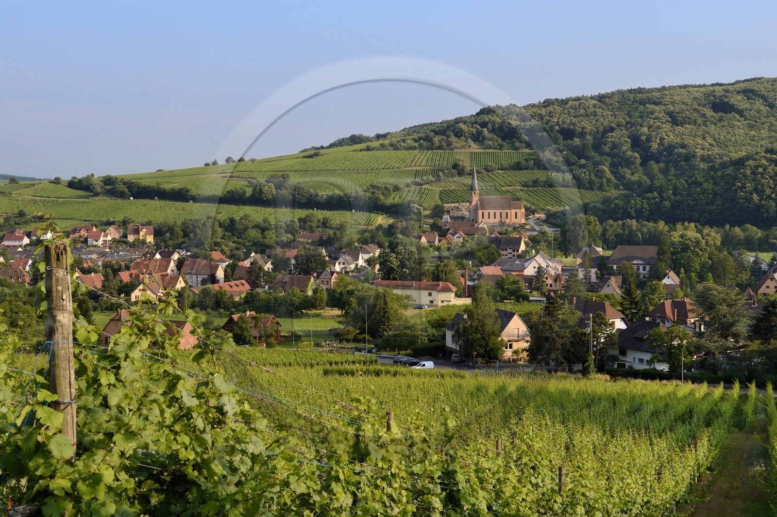 France, Bas-Rhin (67), Route des Vins d'Alsace, Andlau, la chapelle Saint-André et le vignoble