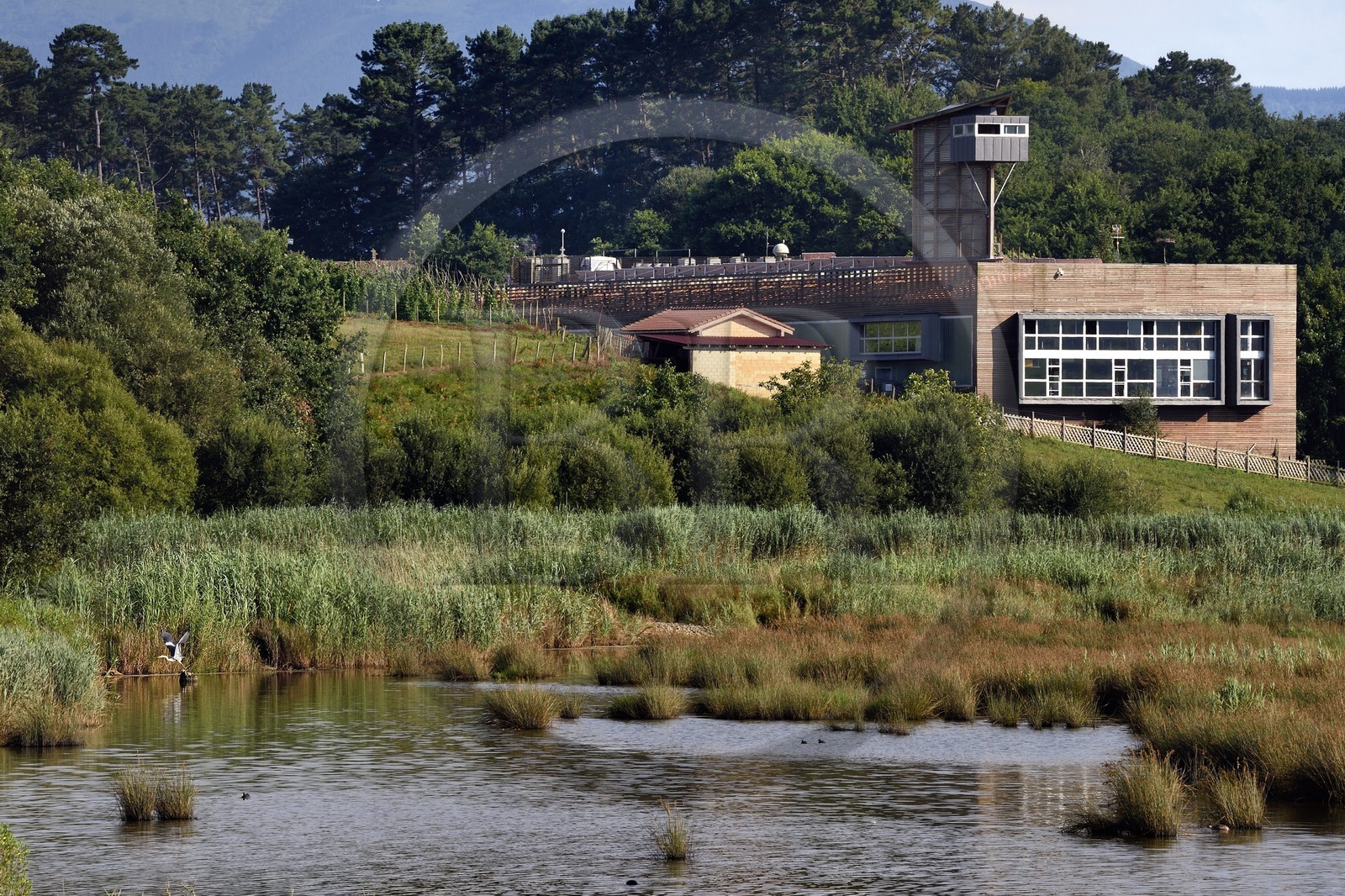 Spain, Basque Country, Biscay Province, Gernika-Lumo region, Urdaibai estuary Biosphere Reserve, Urdaibai Bird Center and gray heron (Ardea cinerea) flying