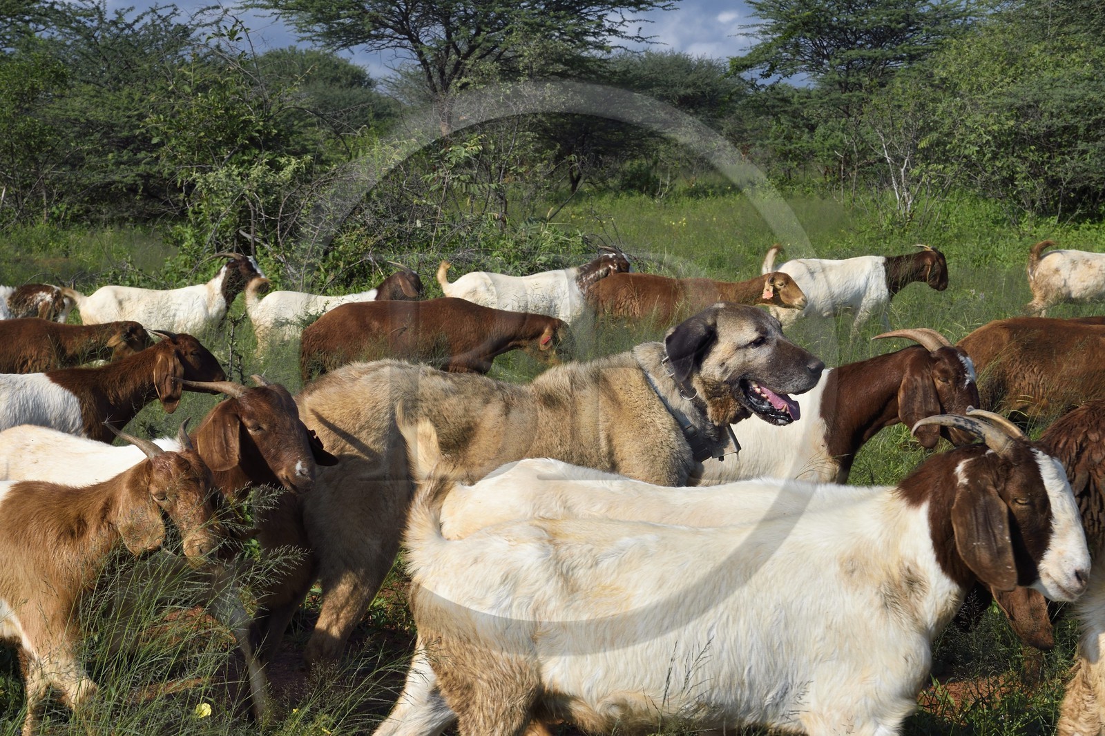 Namibia, Otjiwarongo, Cheetah Conservation Fund, research and education centre, CCF’s Livestock Guarding Dog Program has been highly effective at reducing predation rates and thereby reducing the inclination by farmers to trap or shoot cheetahs, Anatolian shepherd Kangal dog watching a herd of Boer goats and Damara sheep