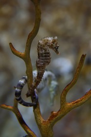 France, Charente-Maritime (17), La Rochelle, Aquarium La Rochelle, Mention obligatoire, zone Atlantique, Hippocampe (Hippocampus hippocampus)