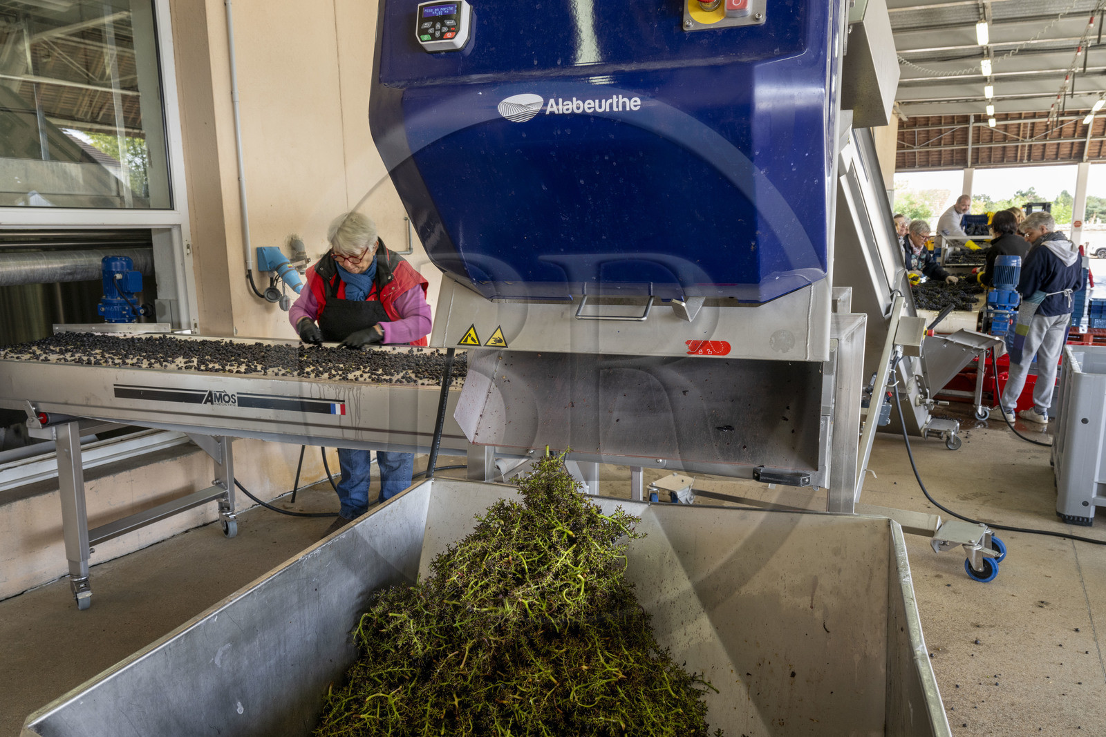 France, Cote d'Or, Climats terroirs of Burgundy listed as World Heritage by UNESCO, Beaune, Hospices de Beaune Winery, sorting and mechanical destemming, just after the harvest and before pressing the grapes, to remove the plant part