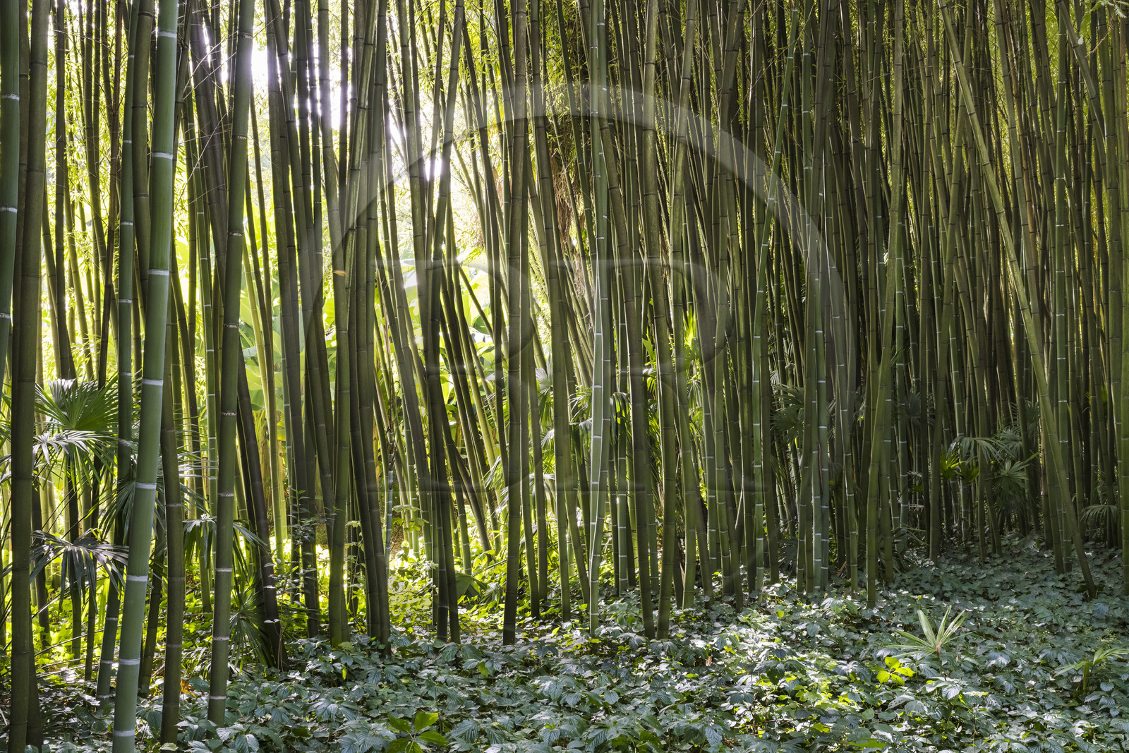 France, Gard (30), Générargues vers Anduze, Bambouseraie en Cévennes, forêt de bambou