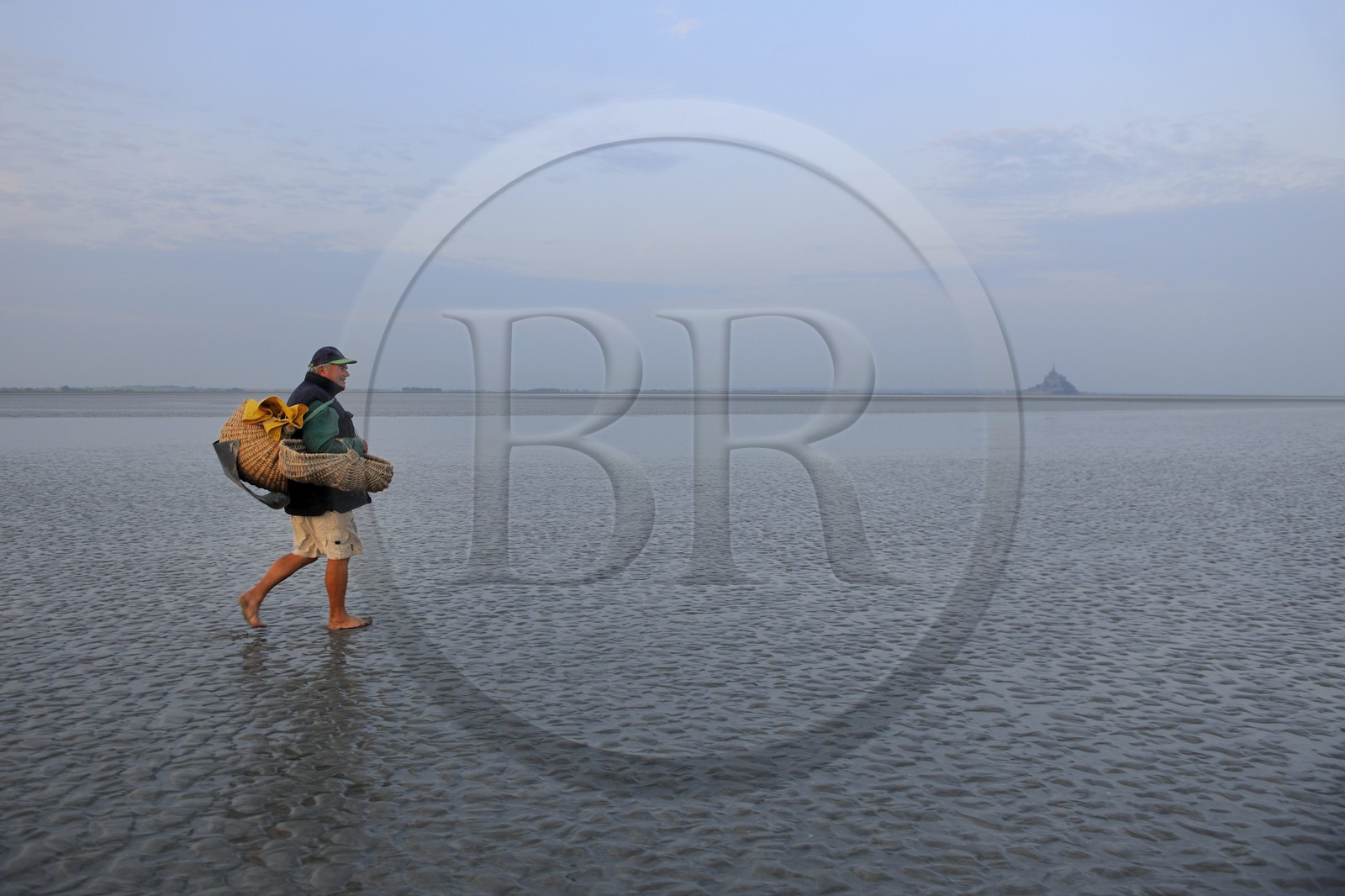France, Manche, Bay of Mont Saint Michel, strand fisherman Guy Jugan on his way to lift his nets full of Crangon crangon shrimps (grey shrimp)