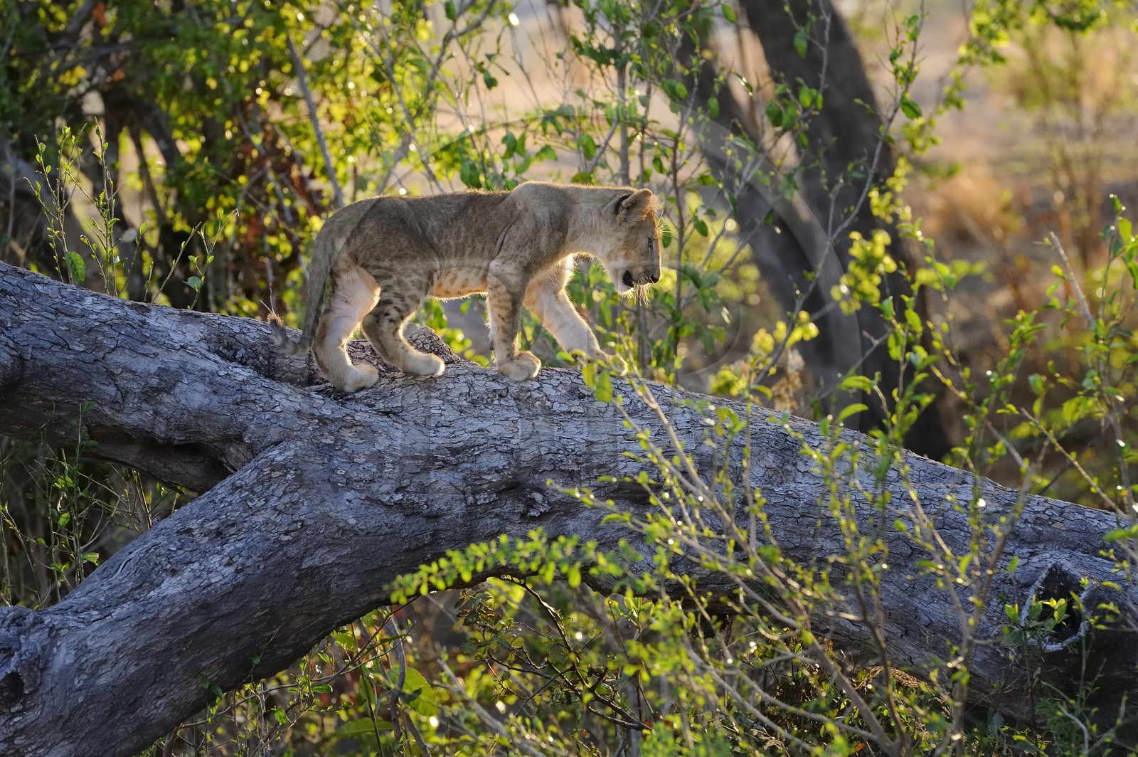 Tanzanie, Reserve de gibier de Selous une des plus grandes zones protégées au monde et inscrite sur la liste du patrimoine mondial de l’Unesco depuis 1982, lionceaux