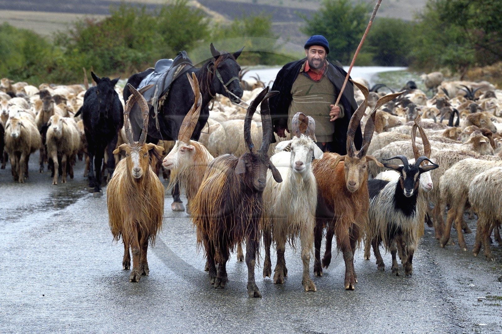Azerbaijan, Ismailli region, Shepherd and his flock of sheep in transhumance on the road down Lahij (Lahic)